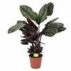 Calathea Ornata - Livingplant - Schaduwplant - P19 H75 - Kamerplant