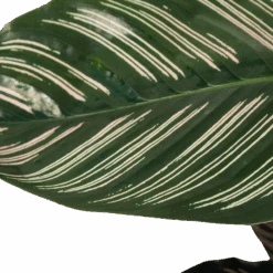 Calathea Ornata - Livingplant - Schaduwplant - P19 H75 - Kamerplant -Gardenas Winkel calathea ornata livingplant schaduwplant p19 h75 6 1