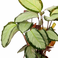 Calathea Picturata - Livingplant - P17 H65 - Kamerplant -Gardenas Winkel calathea picturata livingplant p17 h65 6