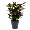 Calathea Rufibarba Wavestar - Pauwenplant - P27 H90 - Kamerplant