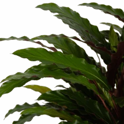 Calathea Rufibarba Wavestar - Pauwenplant - P32 H80 - Kamerplant -Gardenas Winkel calathea rufibarba wavestar pauwenplant p32 h80 5