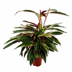 Calathea Stromante Triostar - Schaduwplant - P21 H105 - Kamerplant