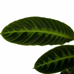 Calathea Warcewiczii - Livingplant - P19 H75 - Kamerplant -Gardenas Winkel calathea warcewiczii livingplant p19 h75 6