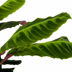 Calathea Warcewiczii - Livingplant - P21 H75 - Kamerplant -Gardenas Winkel calathea warcewiczii livingplant p21 h75 6 1