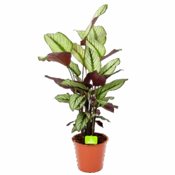 Calathea Whitestar - Schaduwplant - P19 H75 - Kamerplant