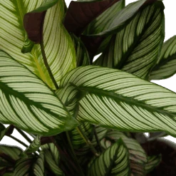 Calathea Whitestar - Schaduwplant - P32 H80 - Kamerplant -Gardenas Winkel calathea whitestar schaduwplant p32 h80 6