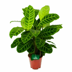 Calathea Zebrina - Livingplant - P19 H80 - Kamerplant