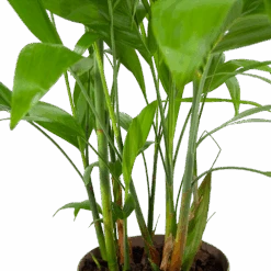 Chamaedorea Seifrizii - Bergpalm - P24 H100 - Kamerplant -Gardenas Winkel chamaedorea seifrizii bergpalm p24 h100 6