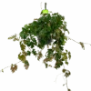 Cissus Rhombifolia - Kamerwijnstok - In Hangpot - P20 H40 - Kamerplant