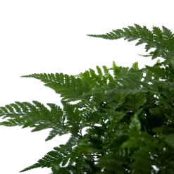 Davallia Teyermannii - In Hangpot - P17 H30 - Kamerplant -Gardenas Winkel davallia teyermannii in hangpot p17 h30 6