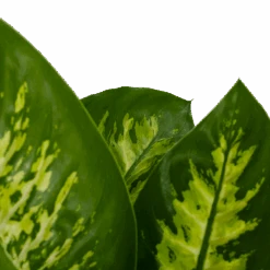 Dieffenbachia Seguine 'Reeva' - P19 H60 - Kamerplant -Gardenas Winkel dieffenbachia seguine reeva p19 h60 6