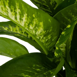 Dieffenbachia Seguine Tropic Snow - P24 H90 - Kamerplant -Gardenas Winkel dieffenbachia seguine tropic snow p24 h90 2 4