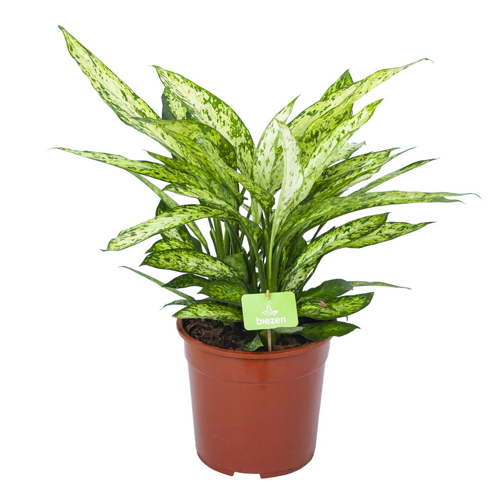 Dieffenbachia Vesuvius - P27 H70 - Kamerplant 1 Dieffenbachia Vesuvius - P27 H70 - Kamerplant
