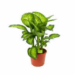 Dieffenbacia Seguine Lemon Tropic - P35 H120 - Kamerplant