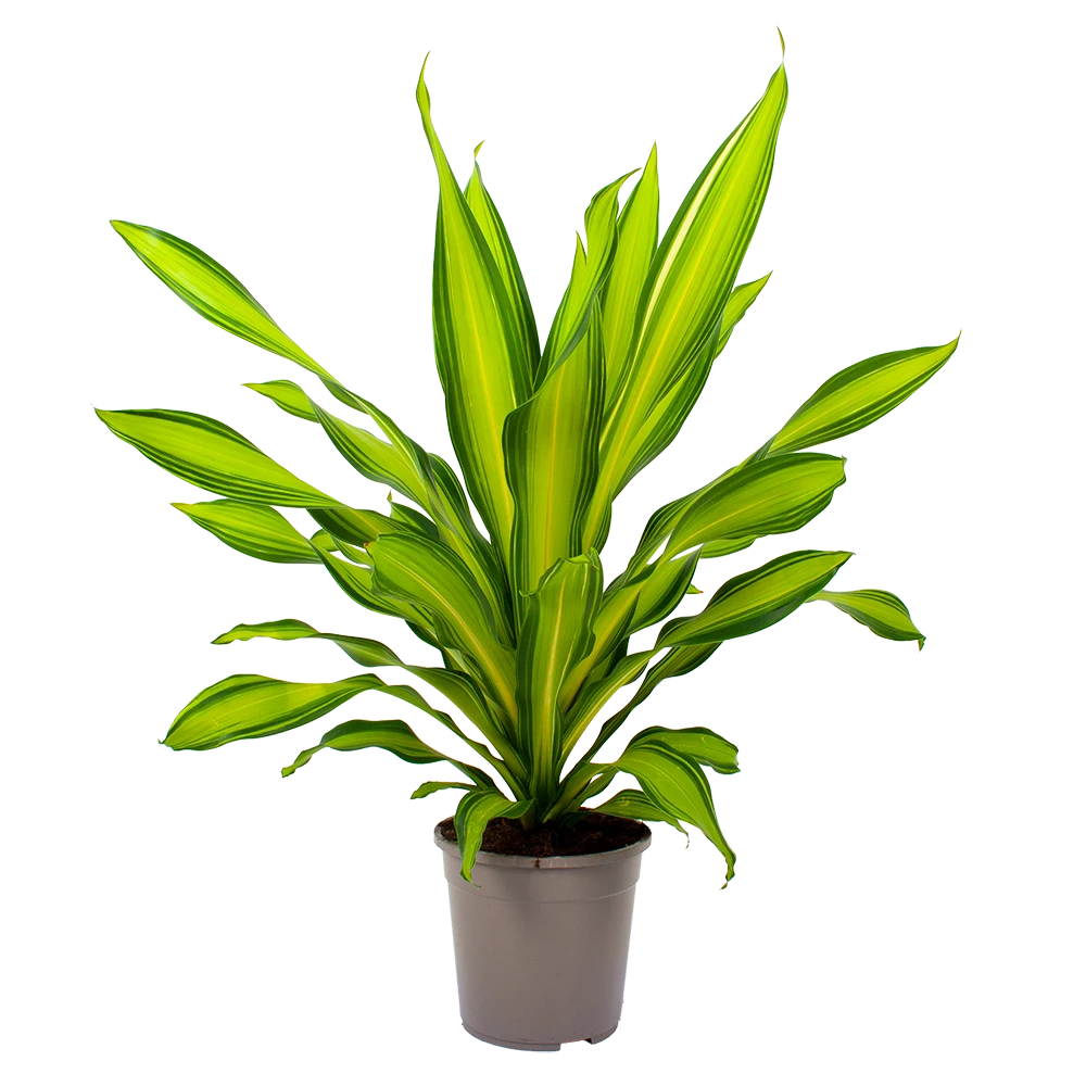 Dracaena Charley - Drakenbloedboom - P24 H95 - Kamerplant 1 Dracaena Charley - Drakenbloedboom - P24 H95 - Kamerplant