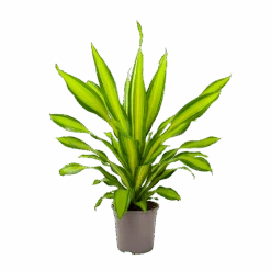 Dracaena Charley - Drakenbloedboom - P24 H95 - Kamerplant 8 Dracaena Charley - Drakenbloedboom - P24 H95 - Kamerplant -Gardenas Winkel dracaena charley drakenbloedboom p24 h95 3