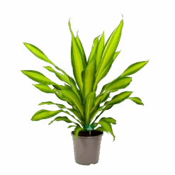 Dracaena Charley - Drakenbloedboom - P24 H95 - Kamerplant 9 Dracaena Charley - Drakenbloedboom - P24 H95 - Kamerplant -Gardenas Winkel dracaena charley drakenbloedboom p24 h95 4