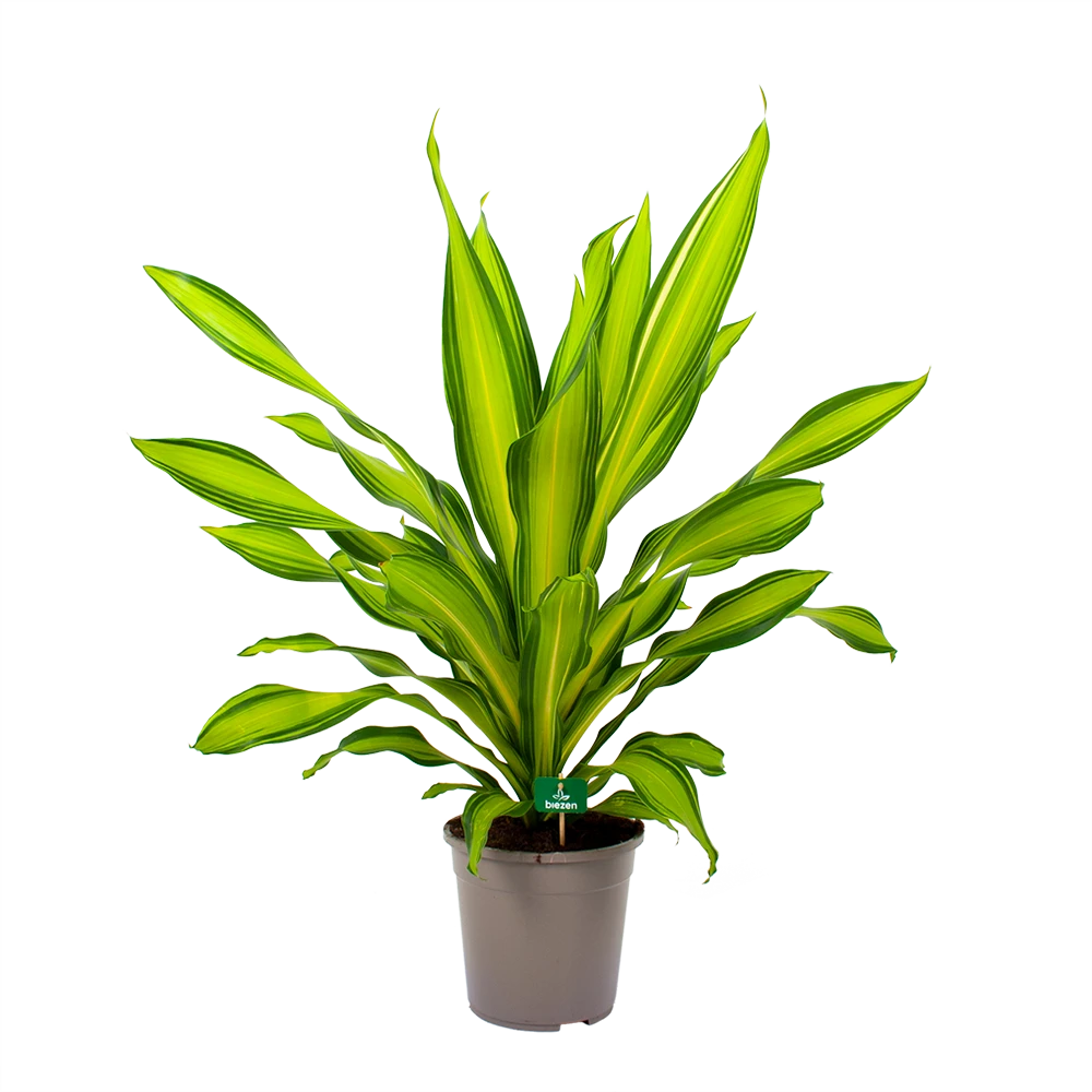 Dracaena Charley - Drakenbloedboom - P24 H95 - Kamerplant 4 Dracaena Charley - Drakenbloedboom - P24 H95 - Kamerplant - Afbeelding 4