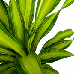 Dracaena Charley - Drakenbloedboom - P24 H95 - Kamerplant 10 Dracaena Charley - Drakenbloedboom - P24 H95 - Kamerplant -Gardenas Winkel dracaena charley drakenbloedboom p24 h95 5
