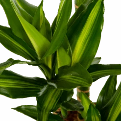 Dracaena Cintho - Op Stam - Drakenbloedboom - P27 H150 - Kamerplant -Gardenas Winkel dracaena cintho op stam drakenbloedboom p27 h150 6 1