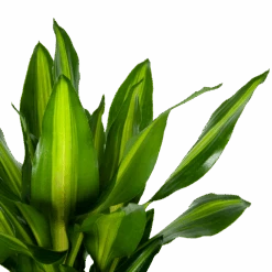 Dracaena Cintho - Op Stam - Drakenbloedboom - P31 H150 - Kamerplant -Gardenas Winkel dracaena cintho op stam drakenbloedboom p31 h150 6 1