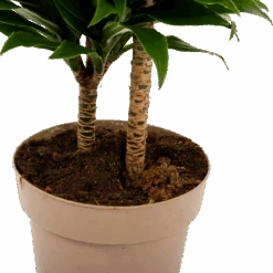 Dracaena Compacta - Op Stam - Drakenbloedboom - P21 H80 - Kamerplant -Gardenas Winkel dracaena compacta op stam drakenbloedboom p21 h80 6 2
