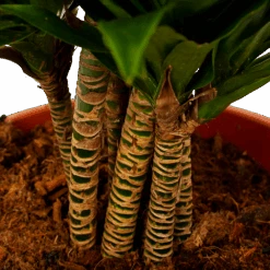 Dracaena Compacta - Vertakt - Drakenbloedboom - P27 H100 - Kamerplant -Gardenas Winkel dracaena compacta vertakt drakenbloedboom p27 h100 6 1