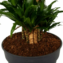 Dracaena Compacta - Vertakt - Drakenbloedboom - P34 H170 - Kamerplant -Gardenas Winkel dracaena compacta vertakt drakenbloedboom p34 h170 6 1