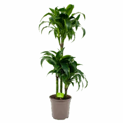 Dracaena Dorado - Op Stam - Drakenbloedboom - P21 H100 - Kamerplant