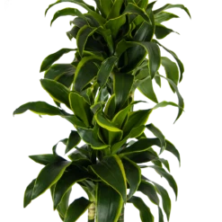 Dracaena Dorado - Op Stam - Drakenbloedboom - P27 H180 - Kamerplant -Gardenas Winkel dracaena dorado op stam drakenbloedboom p27 h180 kamerplant 3