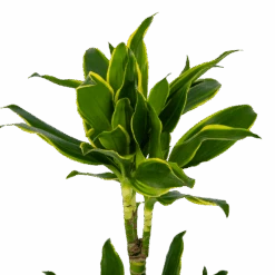 Dracaena Golden Coast - Op Stam - Drakenbloedboom - P19 H90 - Kamerplant -Gardenas Winkel dracaena golden coast op stam drakenbloedboom p19 h90 kamerplant 4