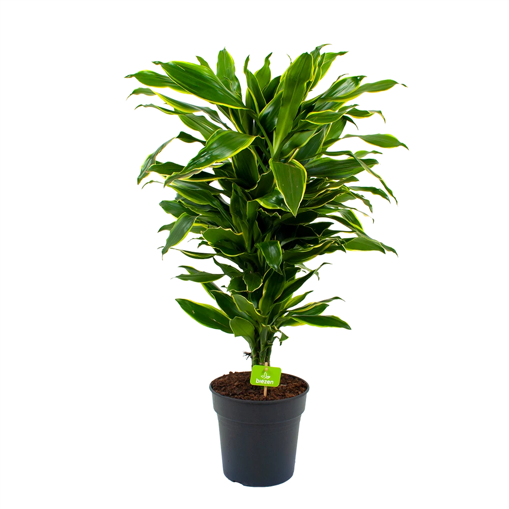 Dracaena Golden Coast - Vertakt - Drakenbloedboom - P21 H80 - Kamerplant 1 Dracaena Golden Coast - Vertakt - Drakenbloedboom - P21 H80 - Kamerplant