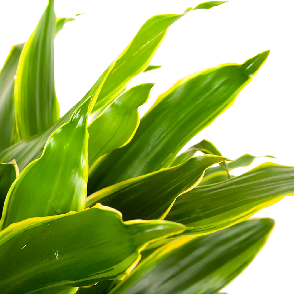 Dracaena Golden Coast - Vertakt - Drakenbloedboom - P21 H80 - Kamerplant 2 Dracaena Golden Coast - Vertakt - Drakenbloedboom - P21 H80 - Kamerplant - Afbeelding 2