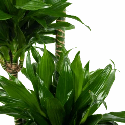 Dracaena Green Jewel - Op Stam - Drakenbloedboom - P28 H140 - Kamerplant -Gardenas Winkel dracaena green jewel op stam drakenbloedboom p28 h140 6