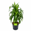 Dracaena Hawaiiana - Vertrakt - Drakenbloedboom - P21 H80 - Kamerplant