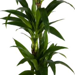 Dracaena Janet Craig - Op Stam - Drakenbloedboom - P24 H140 - Kamerplant -Gardenas Winkel dracaena janet craig op stam drakenbloedboom p24 h140 kamerplant 3
