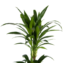 Dracaena Janet Craig - Op Stam - Drakenbloedboom - P24 H140 - Kamerplant -Gardenas Winkel dracaena janet craig op stam drakenbloedboom p24 h140 kamerplant 4