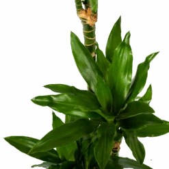 Dracaena Janet Lind - Op Stam - Drakenbloedboom - P21 H100 - Kamerplant -Gardenas Winkel dracaena janet lind op stam drakenbloedboom p21 h100 6 1