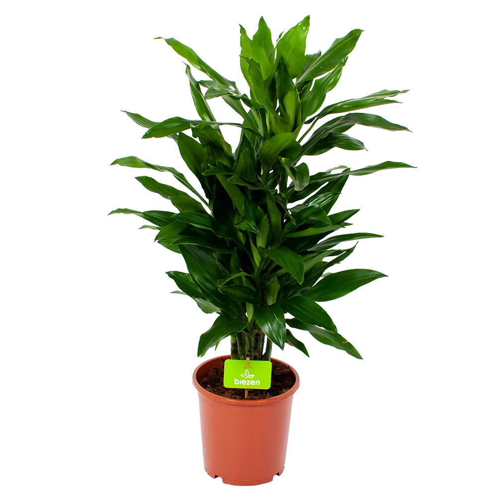 Dracaena Janet Lind - Vertakt - Drakenbloedboom - P21 H80 - Kamerplant 1 Dracaena Janet Lind - Vertakt - Drakenbloedboom - P21 H80 - Kamerplant