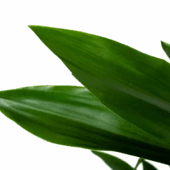 Dracaena Janet Lind - Vertakt - Drakenbloedboom - P21 H80 - Kamerplant 6 Dracaena Janet Lind - Vertakt - Drakenbloedboom - P21 H80 - Kamerplant -Gardenas Winkel dracaena janet lind vertakt drakenbloedboom p21 h80 6