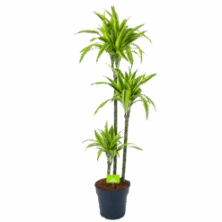 Dracaena Lemon Lime - Op Stam - Drakenbloedboom - P24 H150 - Kamerplant
