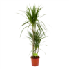 Dracaena Marginata Groen - Op Stam - Drakenbloedboom - P21 H125 - Kamerplant