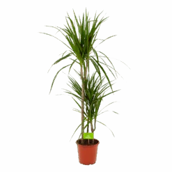Dracaena Marginata Groen - Op Stam - Drakenbloedboom - P21 H125 - Kamerplant
