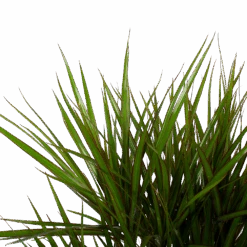 Dracaena Marginata Groen - Vertakt - Drakenbloedboom - P27 H120 - Kamerplant -Gardenas Winkel dracaena marginata groen vertakt drakenbloedboom p27 h120 6 3