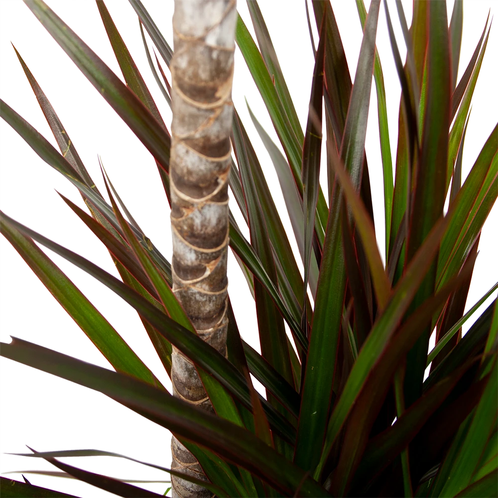 Dracaena Marginata Magenta - Op Stam - Drakenbloedboom-p24 H120 - Kamerplant 2 Dracaena Marginata Magenta - Op Stam - Drakenbloedboom-p24 H120 - Kamerplant - Afbeelding 2