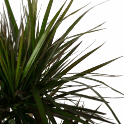 Dracaena Marginata Magenta - Op Stam - Drakenbloedboom - P27 H150 - Kamerplant -Gardenas Winkel dracaena marginata magenta op stam drakenbloedboom p27 h150 6