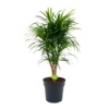 Dracaena Reflexa Anita - Enkele Stam - Drakenbloedboom-p24 H110 - Kamerplant
