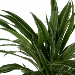 Dracaena Warneckei - Vertakt - Drakenbloedboom - P24 H110 - Kamerplant 6 Dracaena Warneckei - Vertakt - Drakenbloedboom - P24 H110 - Kamerplant -Gardenas Winkel dracaena warneckei vertakt drakenbloedboom p24 h110 kamerplant 4