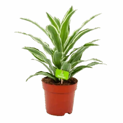 Dracaena White Jewel - Drakenbloedboom - P17 H45 - Kamerplant