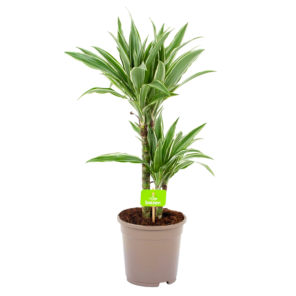 Dracaena White Stripe - Op Stam - Drakenbloedboom - P17 H65 - Kamerplant 1 Dracaena White Stripe - Op Stam - Drakenbloedboom - P17 H65 - Kamerplant